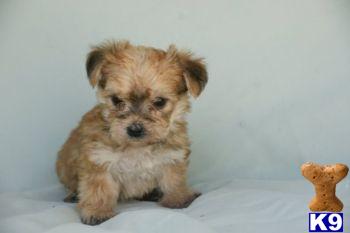 Puppies in PA